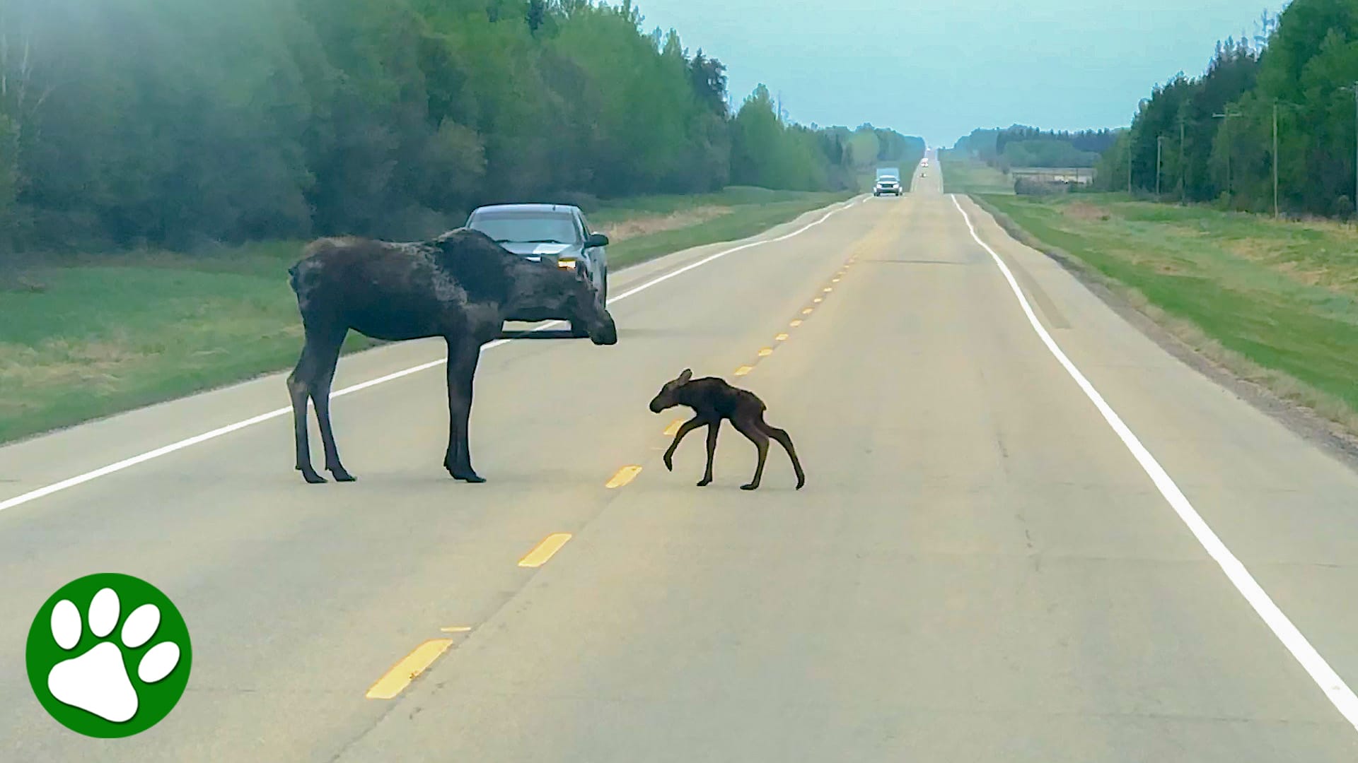A mama moose helps her newborn calf cross the road