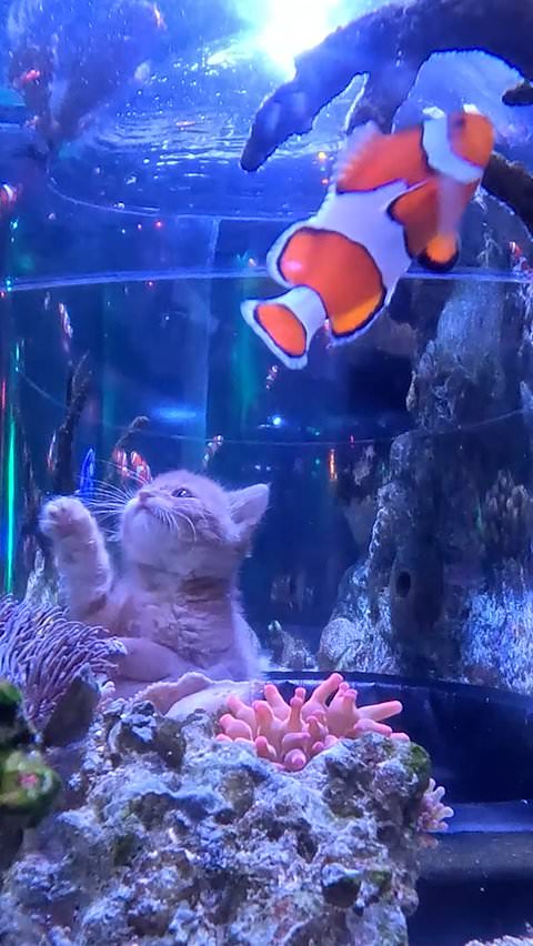 Rescue kittens visit Sea Life aquarium at Mall of America