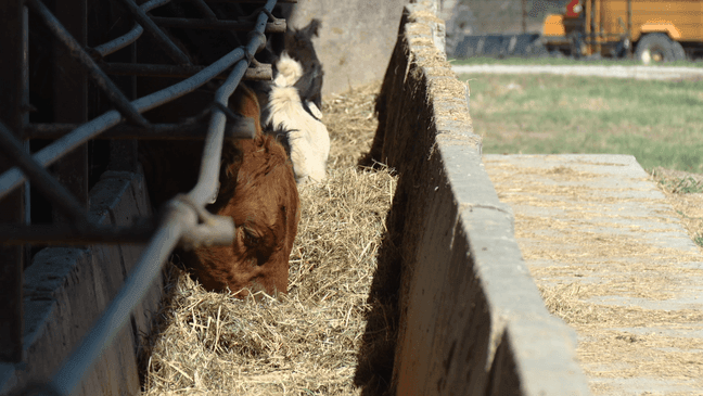 Mizzou celebrates advancement, investment in agriculture with four ...