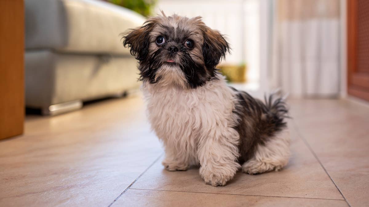 Singing Elmo meets a Shih-Tzu who would like him to shut up