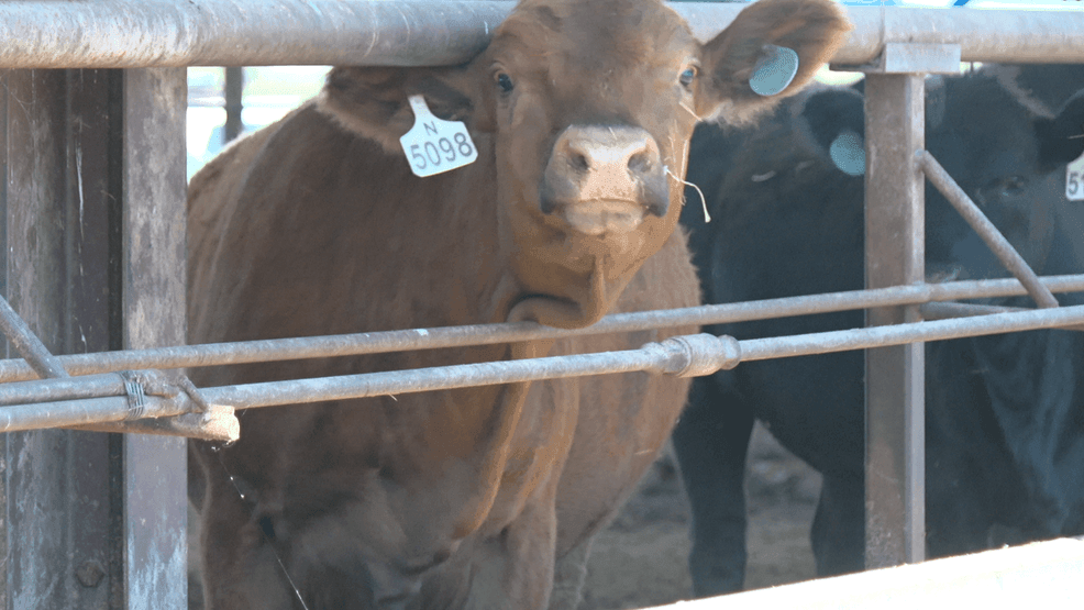 Mizzou celebrates advancement, investment in agriculture with four ...