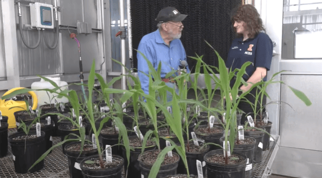 From the farm: U of I PhD student striving to eradicate corn disease