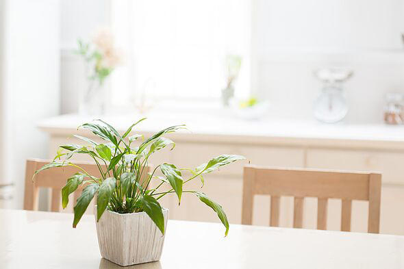 Peace lilies will be bursting with blooms if you do 5-second task in ...