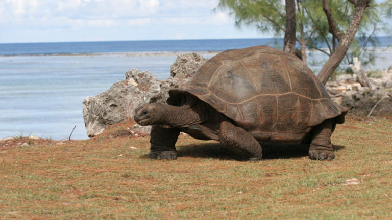 Giant tortoise count hits 183,000 on Seychelles island, study shows