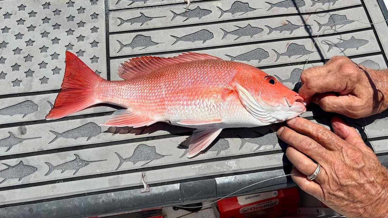 SC red snapper season returns with new requirements
