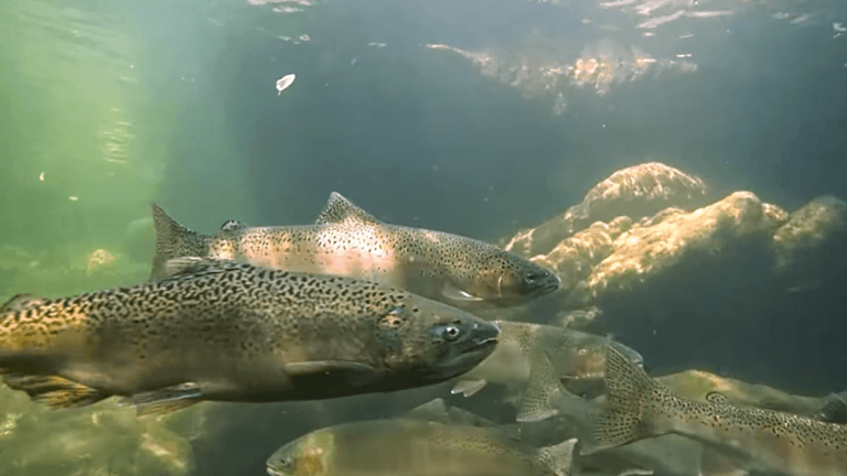 Iron Canyon fish passage project reopens 8.5 miles of Big Chico Creek ...