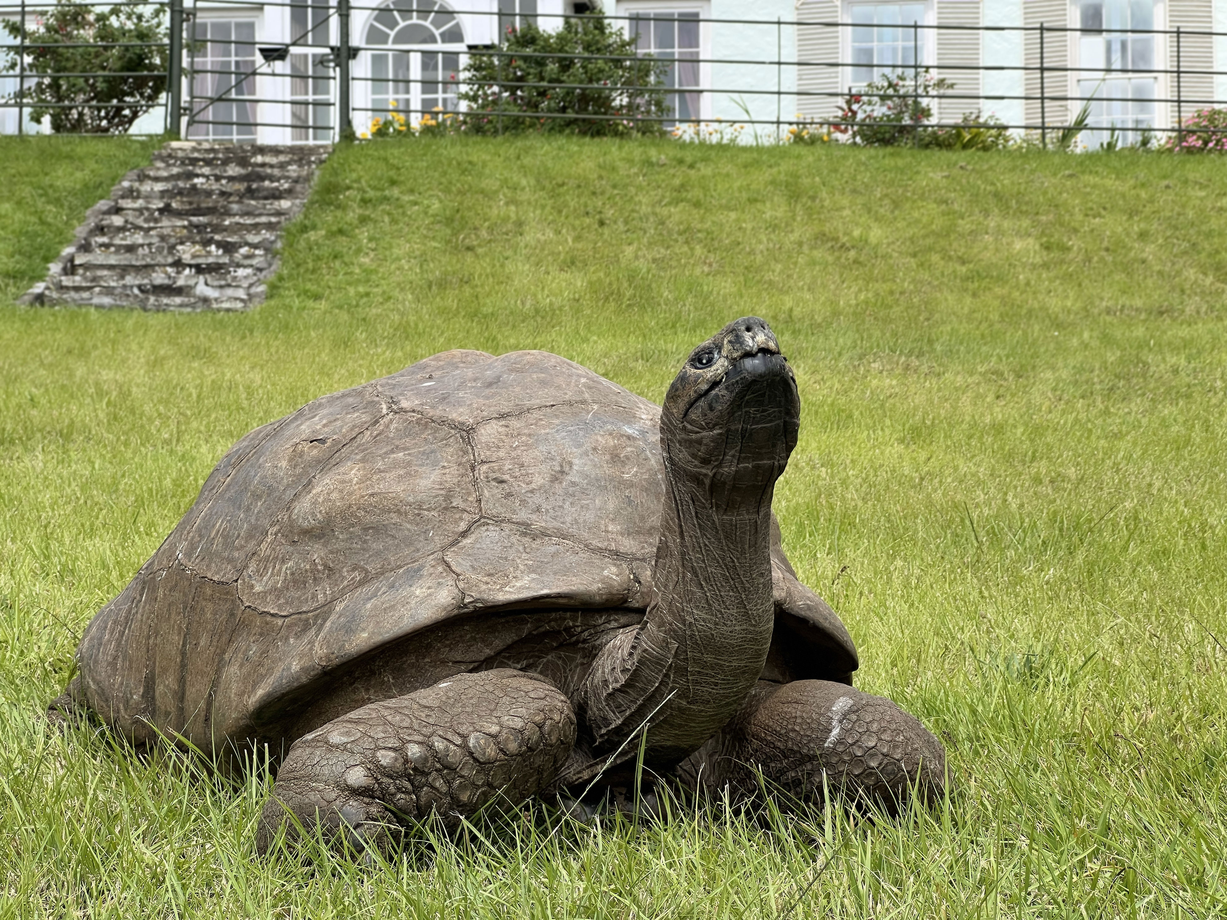 Scientists took a cheek swab from the world's oldest tortoise. His DNA ...