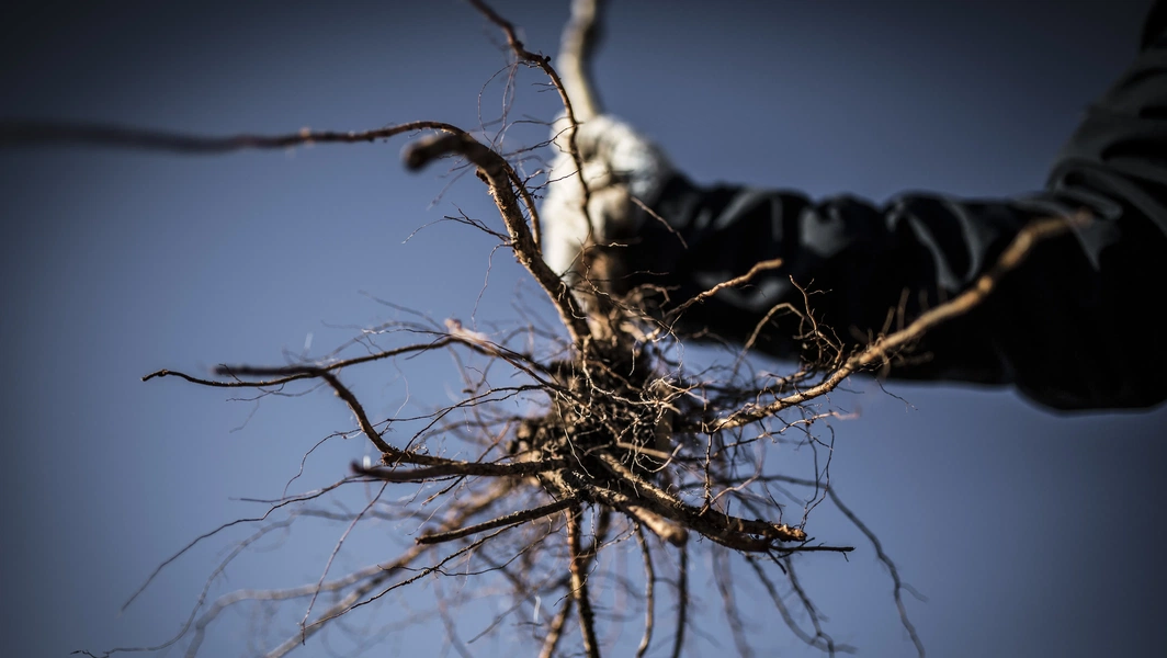Tree root care tips every homeowner should know