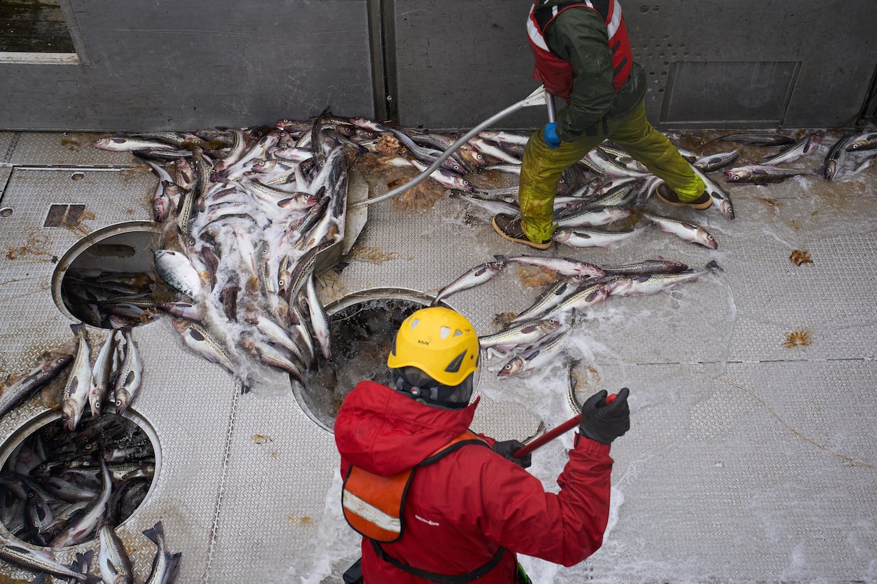 Fish in American fish sticks is fueling a fight over trawling in Alaska