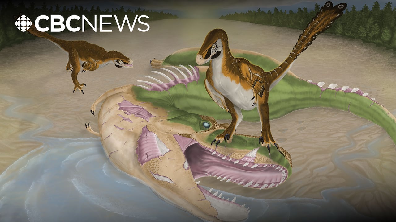 Did a baby dinosaur eat its own kind? Alberta fossil reveals ...