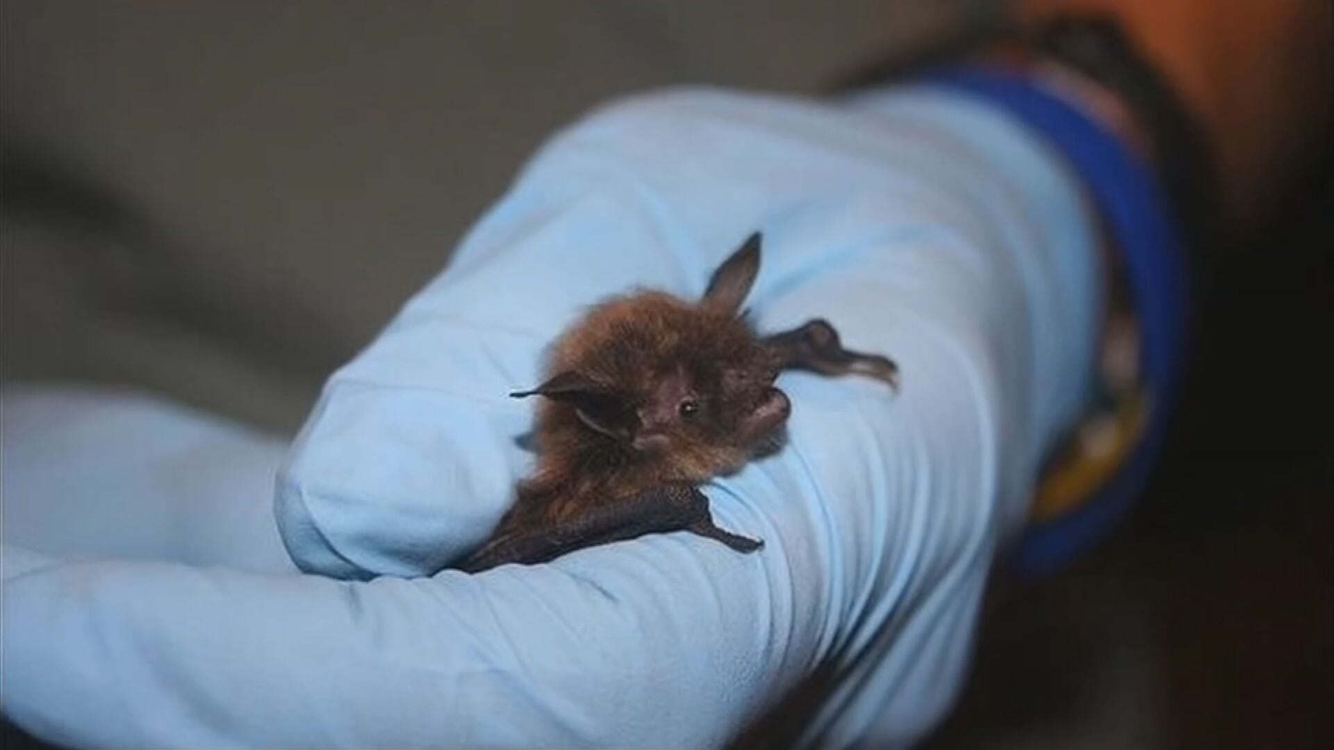 Bat tests positive for rabies, officials warn people to avoid odd ...