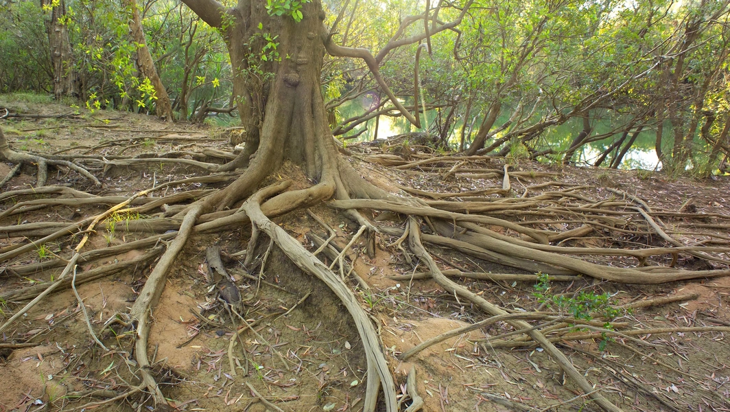 Tree root care tips every homeowner should know