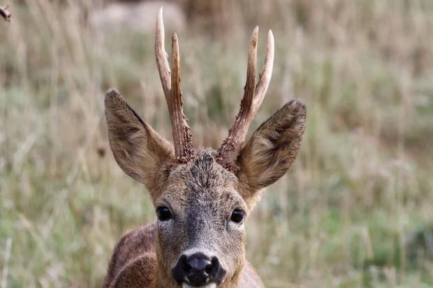 Roe deer strikes a pose for the Chronicle's picture of the week