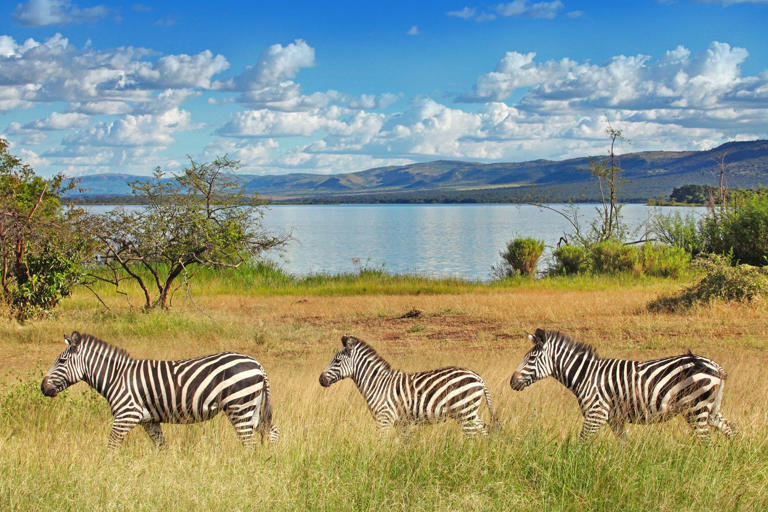 9 things to know before you plan a safari in Rwanda, according to a ...