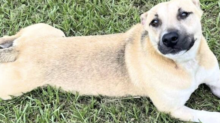 Loving pup rescued after 'let down by the humans around her' still ...