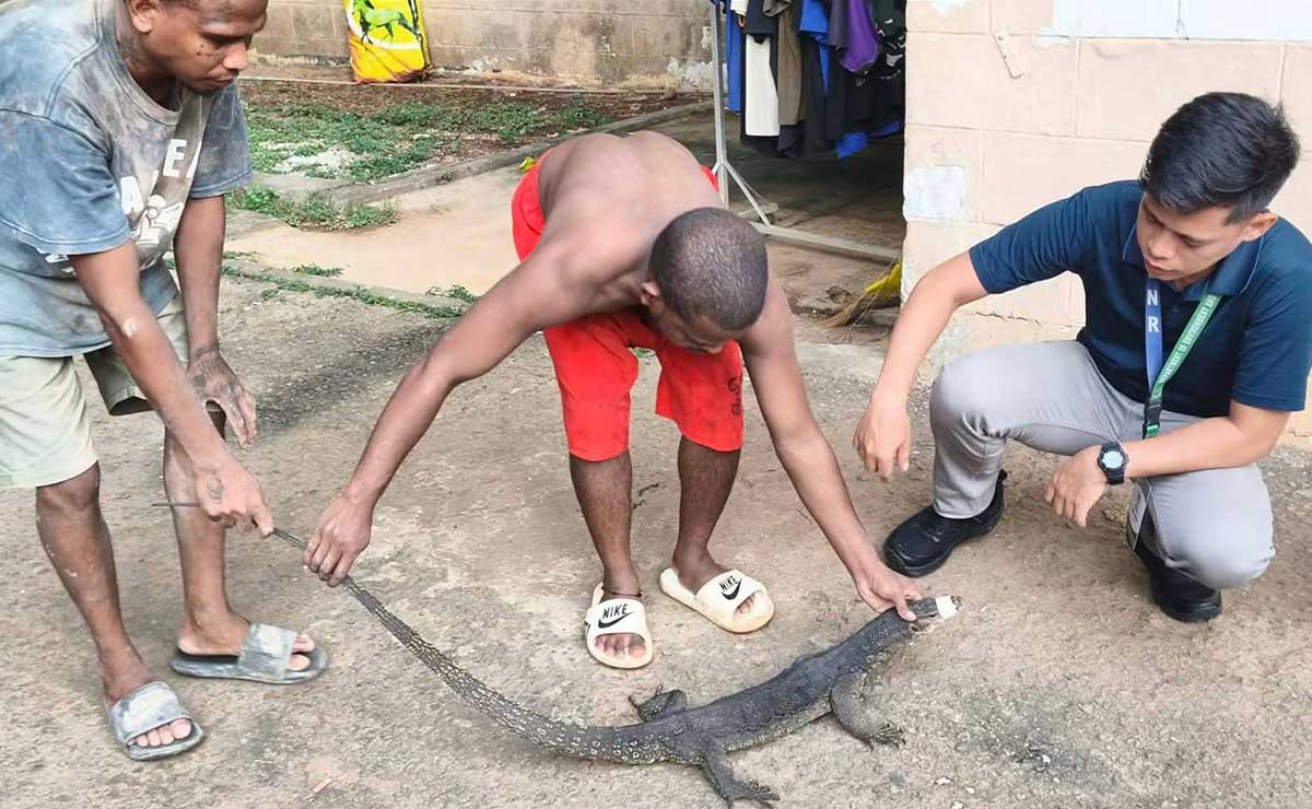 ‘Bayawak’ rescued in Subic Freeport, brought to wildlife center