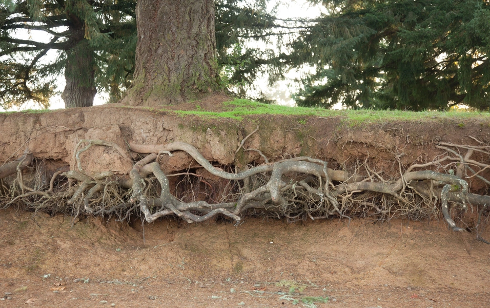 Tree root care tips every homeowner should know