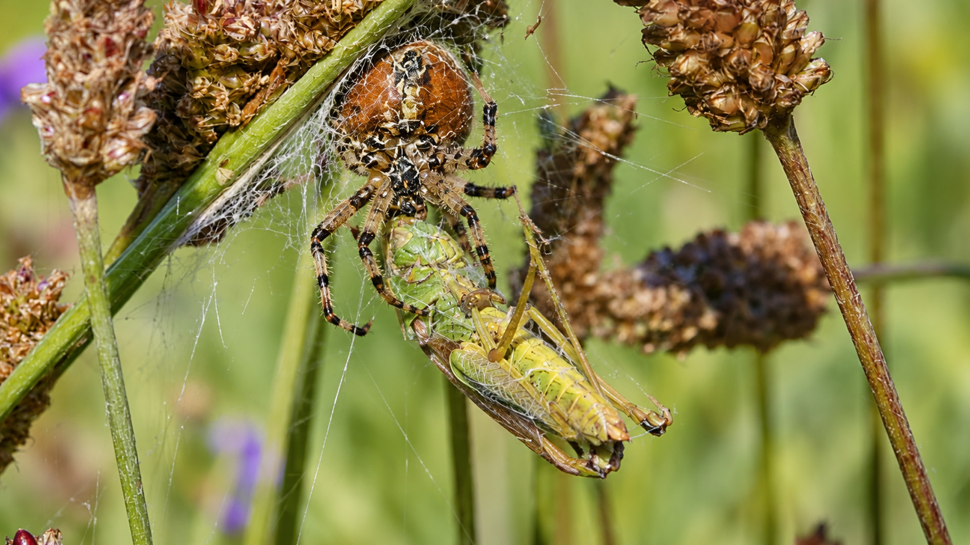 This meadow web became the scene of a sudden predator encounter