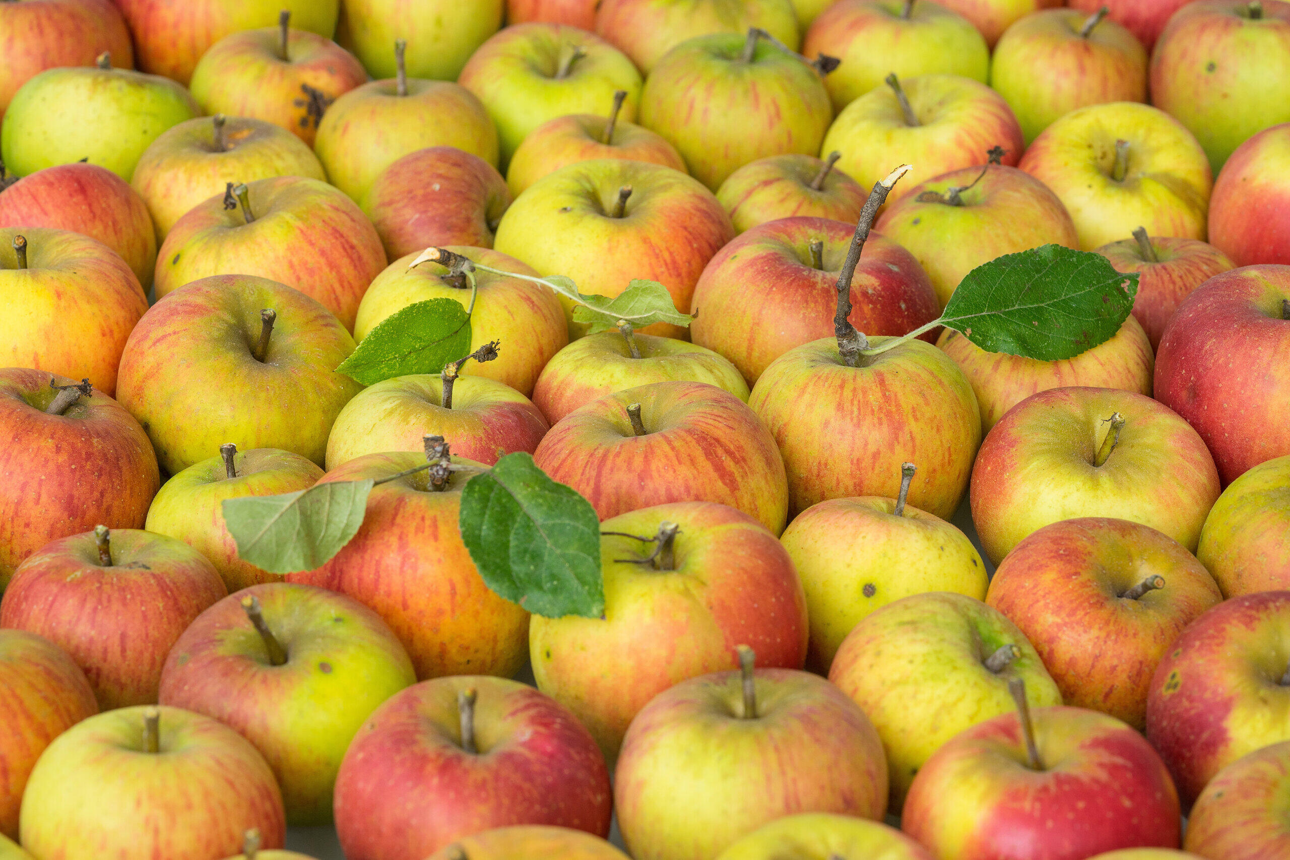 Ein Apfel pro Tag? Welche Sorte am gesündesten ist