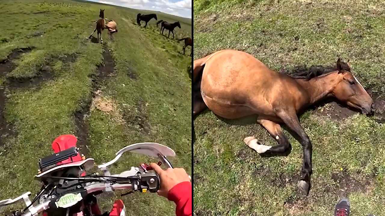 A motorcyclist spotted something wrong in the field - then he rushed ...