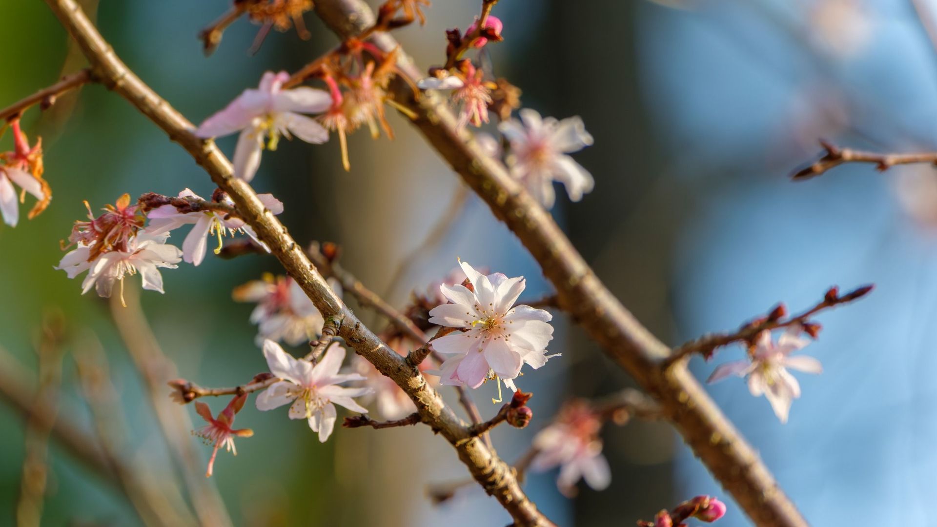 3 of the best autumn-flowering trees to plant in October for gorgeous ...