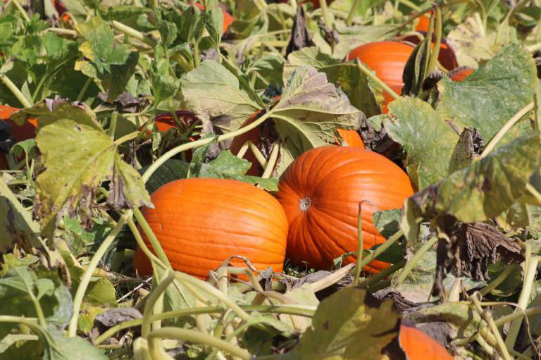 Where to pick pumpkins in the Snoqualmie Valley