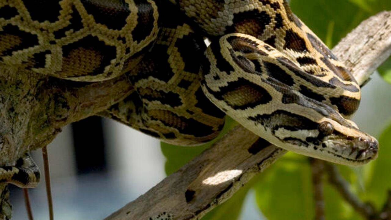 US scientists test drones to track hidden Burmese pythons in the Everglades