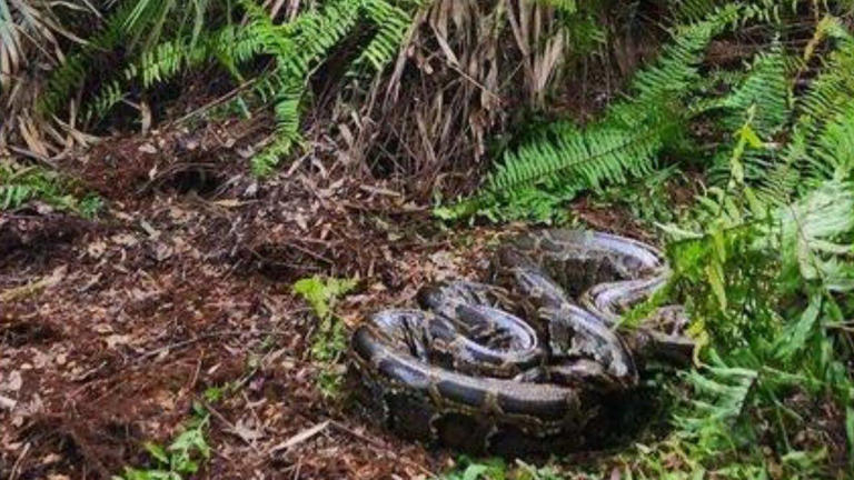 US scientists test drones to track hidden Burmese pythons in the Everglades