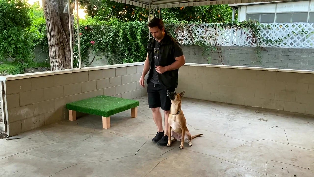 Why teaching your dog a left vs. right turn matters for leash walking