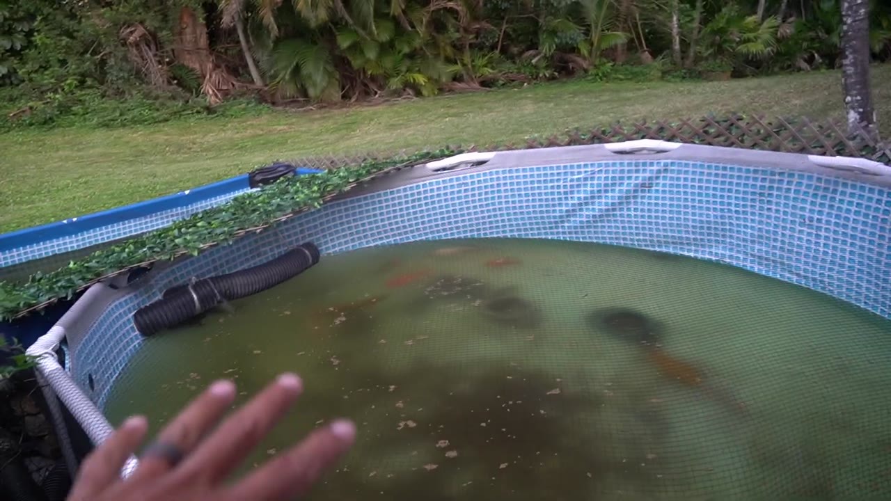 He thought a 100-foot tarp could save his exotic fish until 20,000 ...