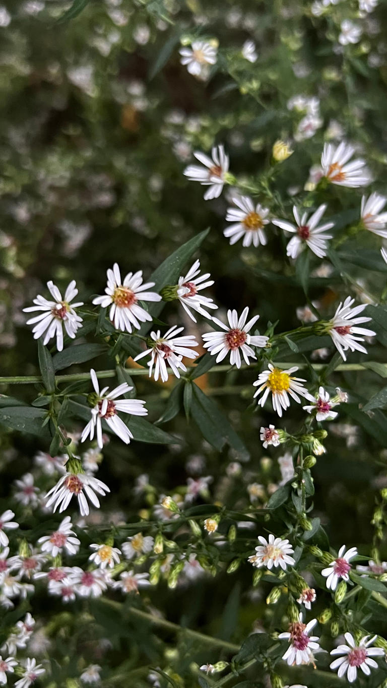 Calico aster brings color, pollinators to fall gardens