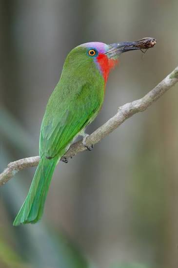 Eye-catching bird breeds from around the world