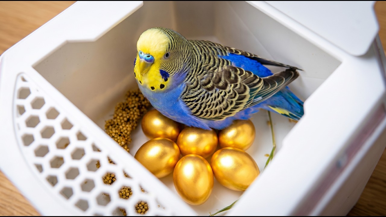 Budgie nesting box update | Golden eggs found!