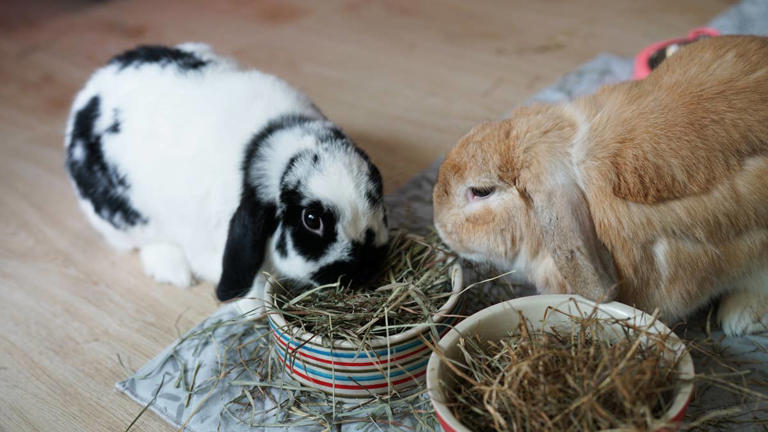 Tiny baby bunny with perfect s’mores coloring is a sweet treat that can ...