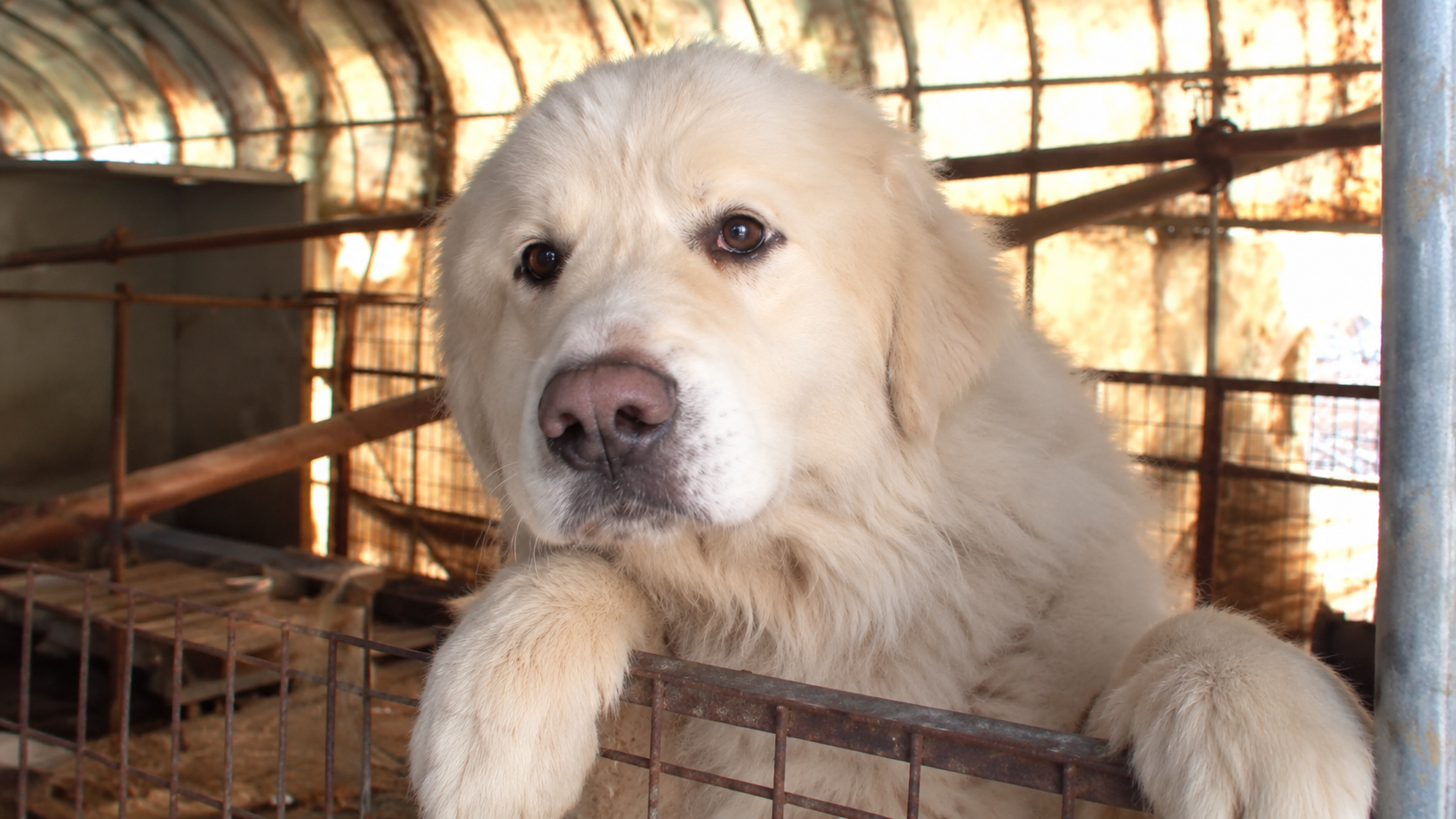 Dog locked inside cage finally gets rescued