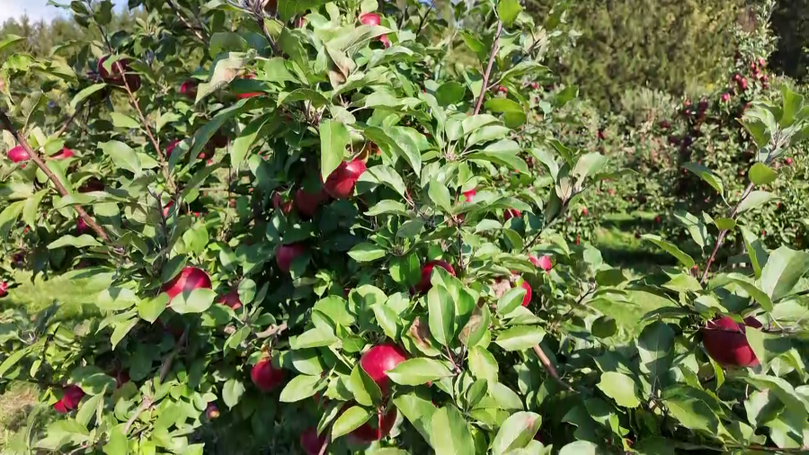 Wayne County apple tasting tour returns with 11 stops, family-friendly activities