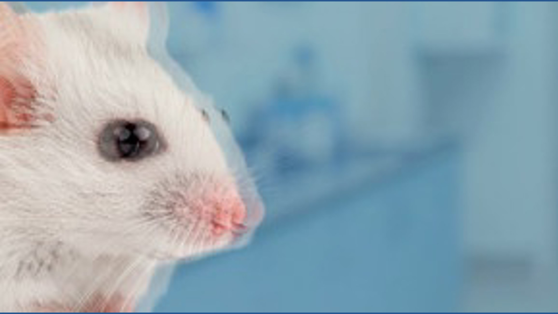Mice with human brain cells: Weird science, serious purpose
