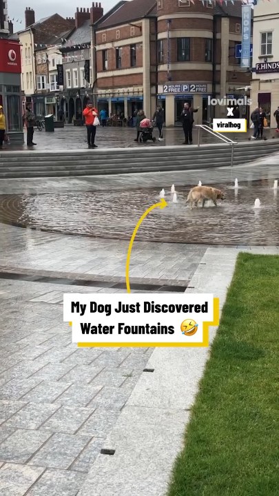 My dog just discovered water fountains
