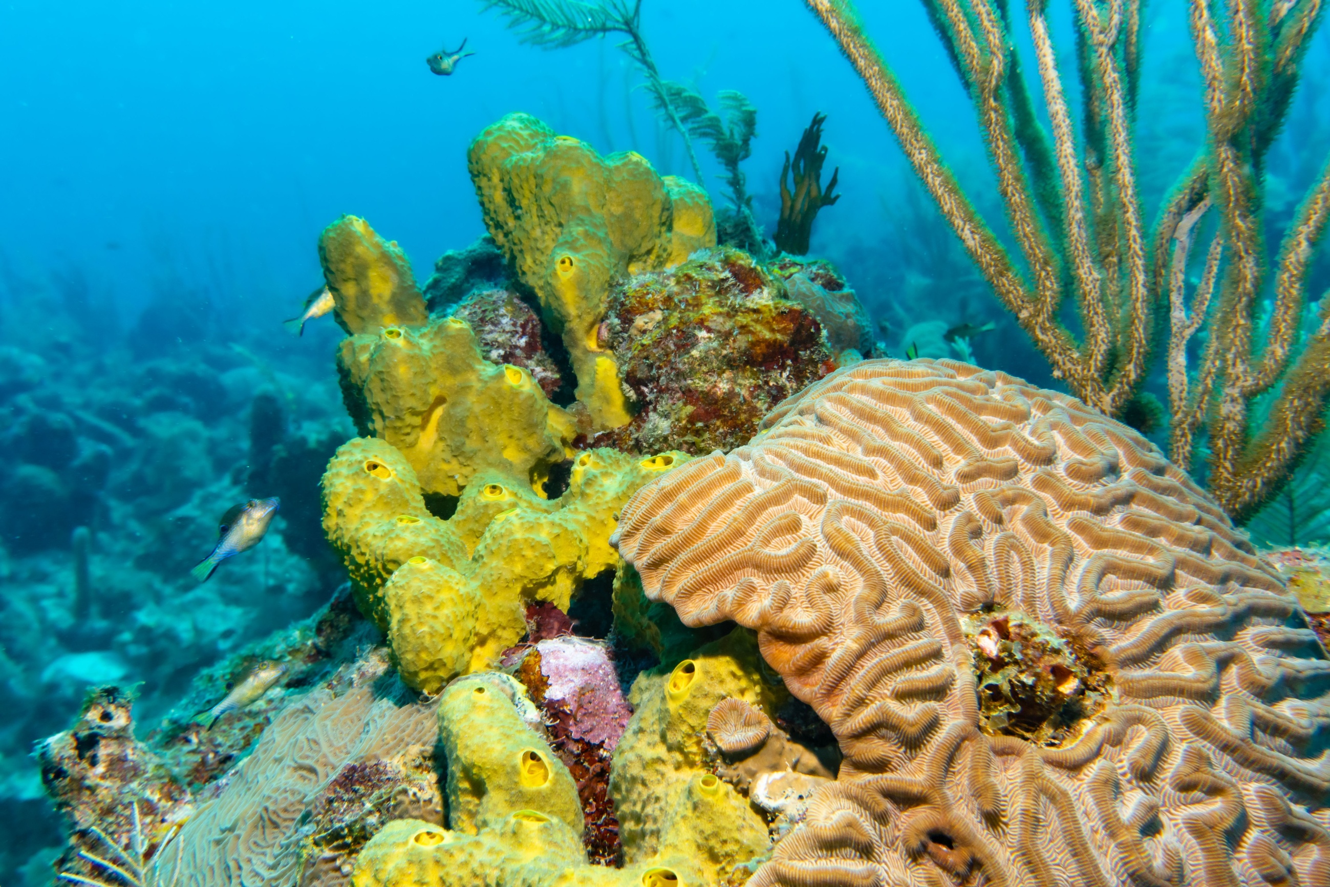 Nine Gulf of Alaska sponge species named this summer; trawlers had ...