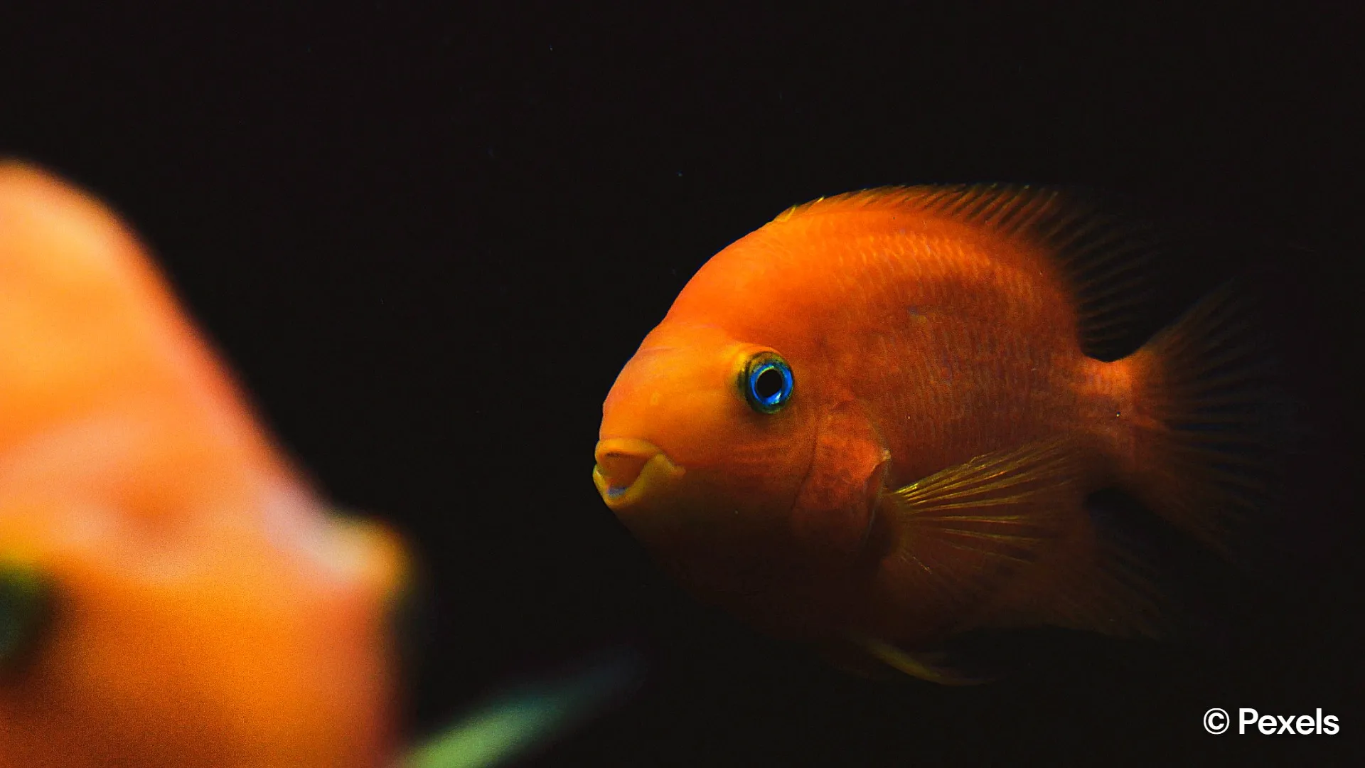 Signs your fish is stressed and how to spot them early