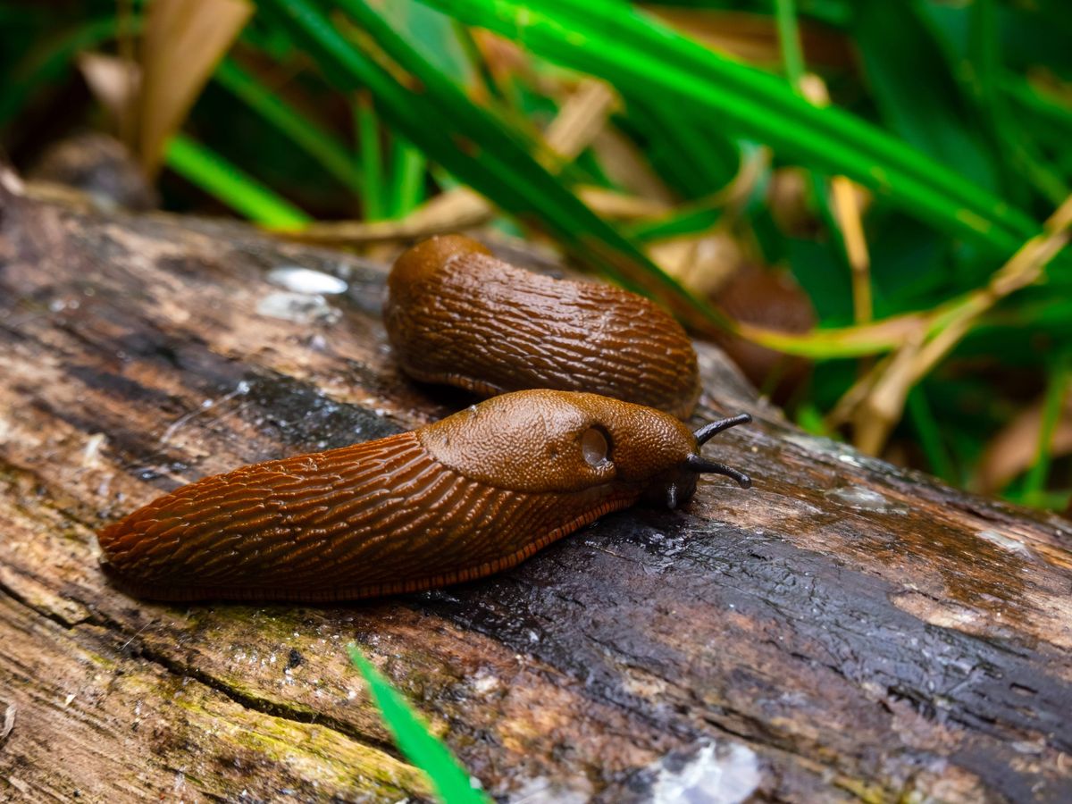 Gardeners urged to grow 1 simple flower to help deter slugs naturally