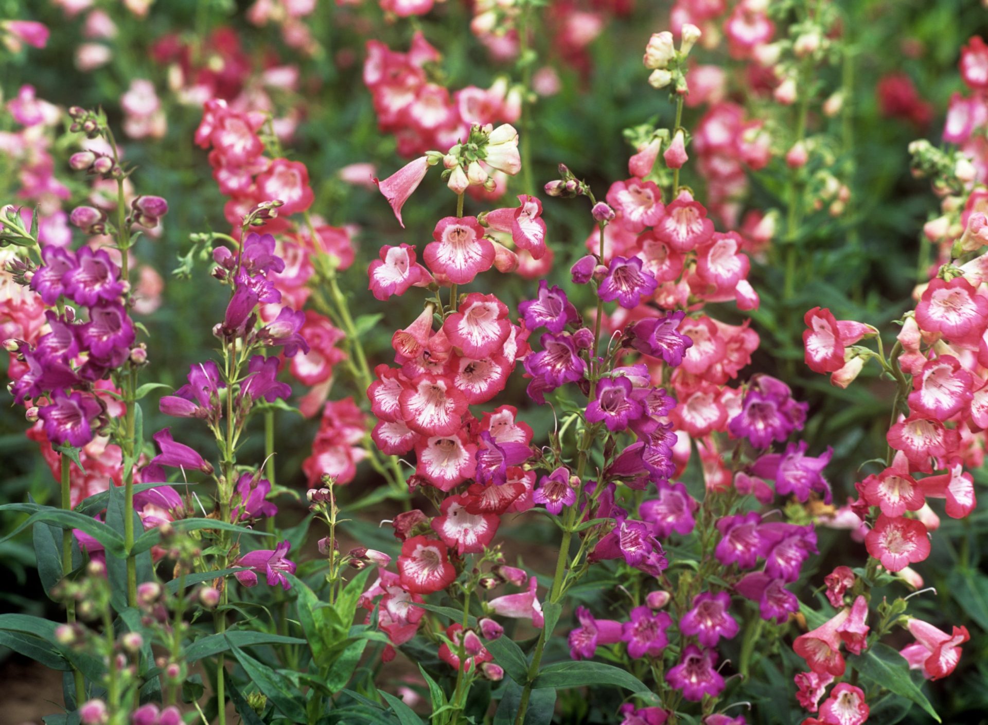 How to make your garden wildlife-friendly without it being overgrown