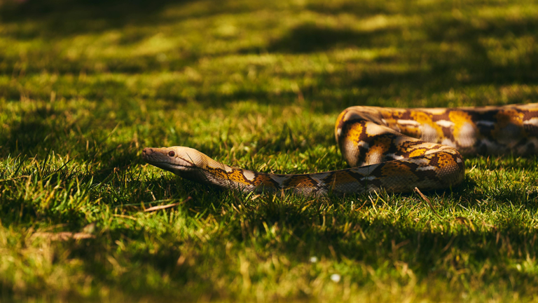 16-foot Burmese python tagged in Florida; scientists test drones to ...