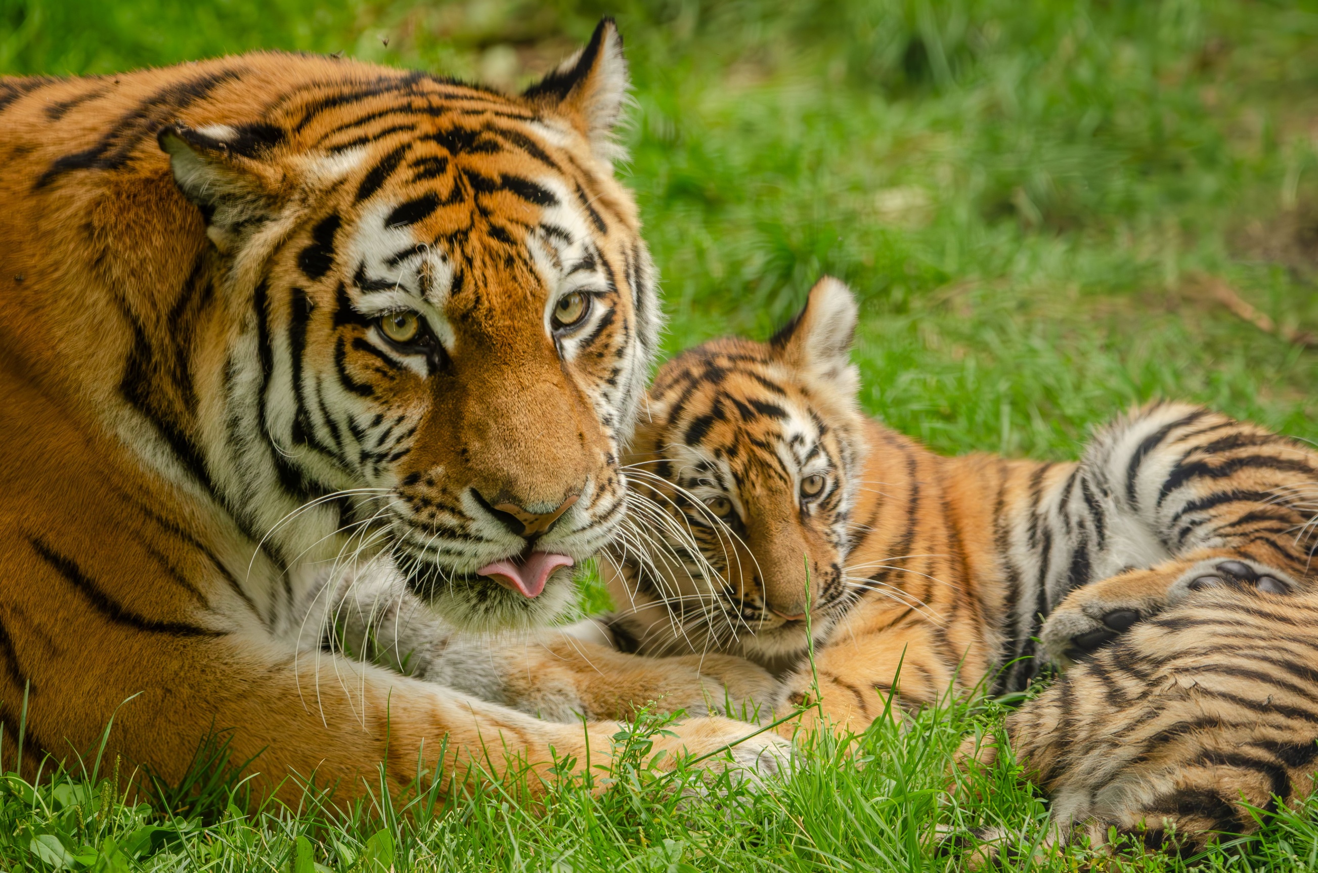 WWF 2026 report: Tigers, turtles, tuna bounced back; nature protection ...