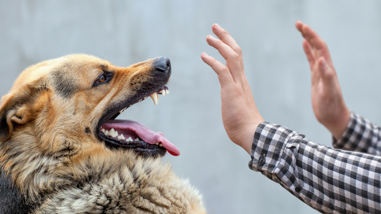 Decoding unusual rabies symptoms: Why can rabies cause a fear of water ...