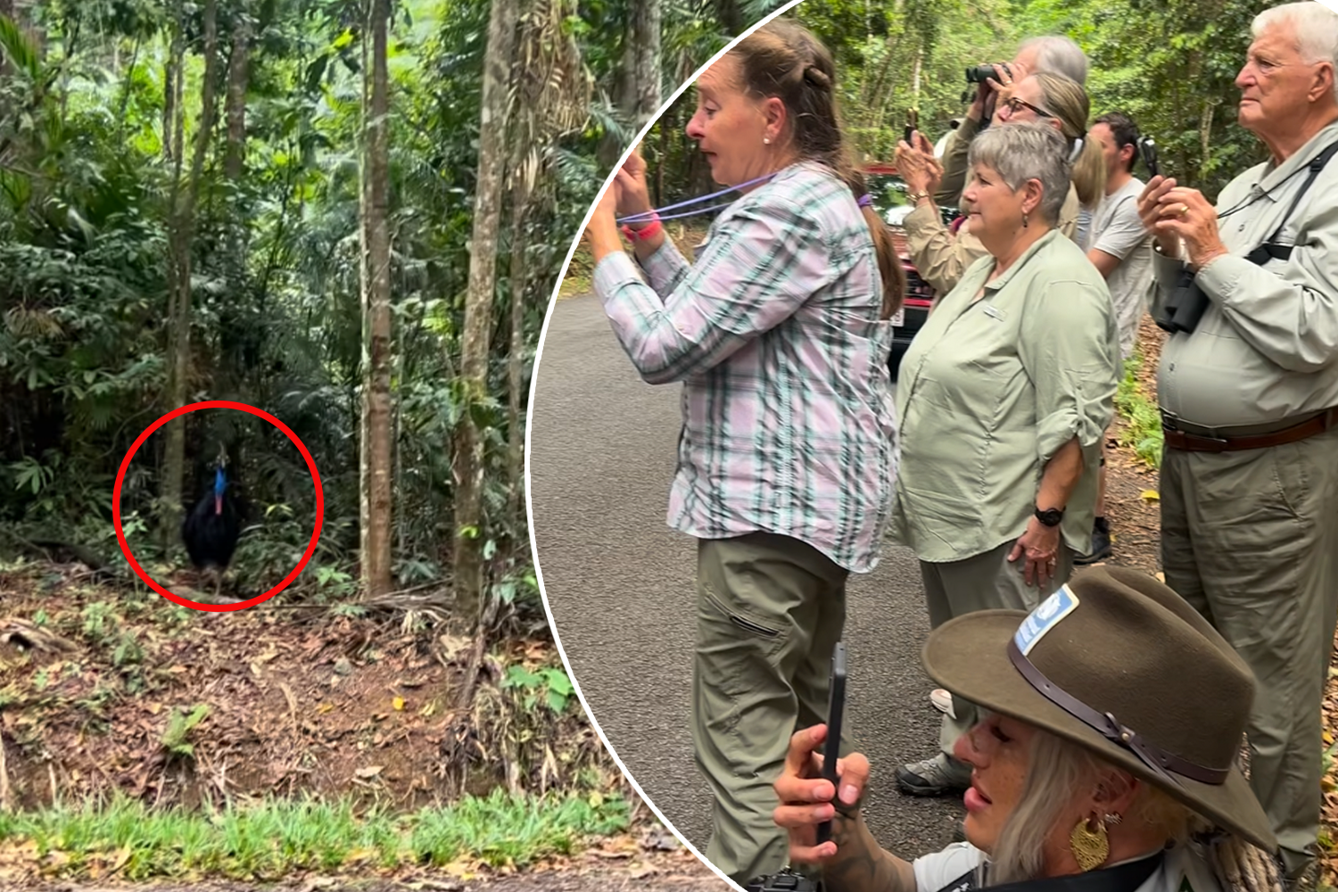 Tourists stunned as rare scene unfolds in ancient Aussie rainforest ...