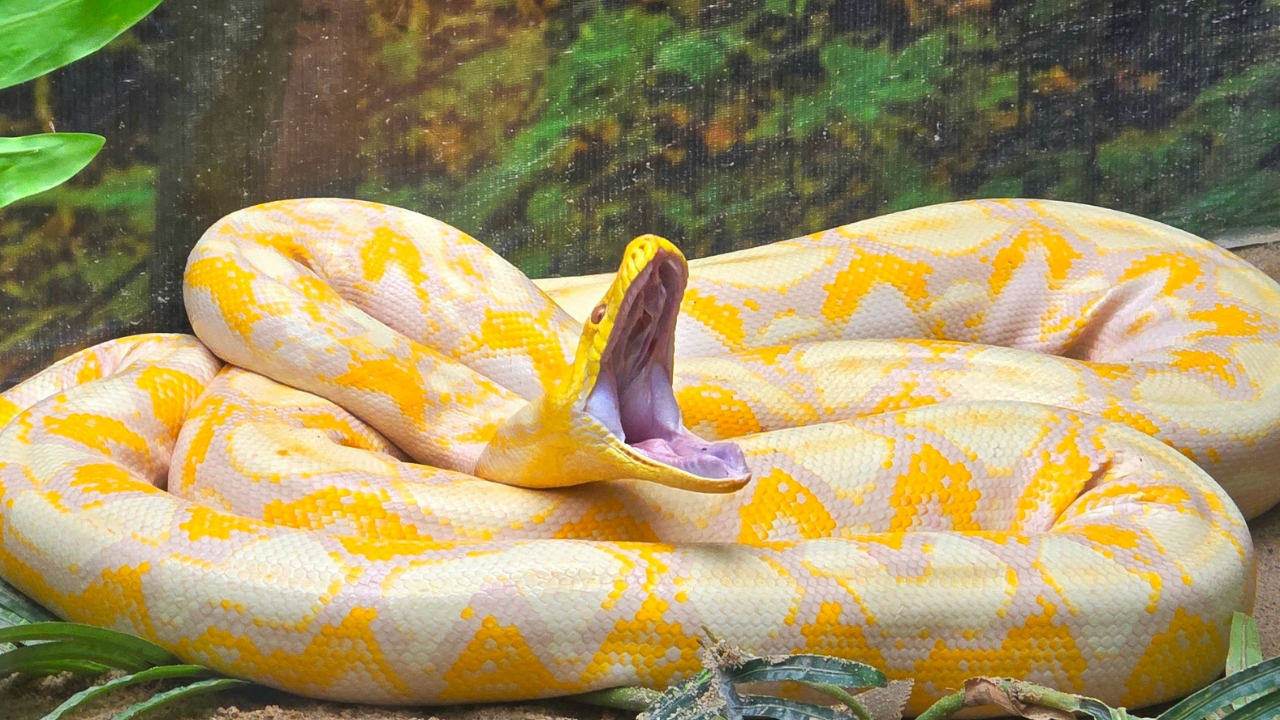 16-foot Burmese python tagged in Florida; scientists test drones to ...