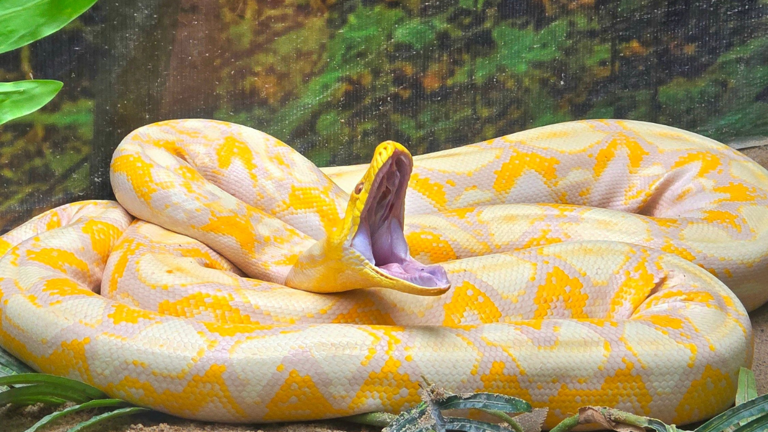 16-foot Burmese python tagged in Florida; scientists test drones to ...