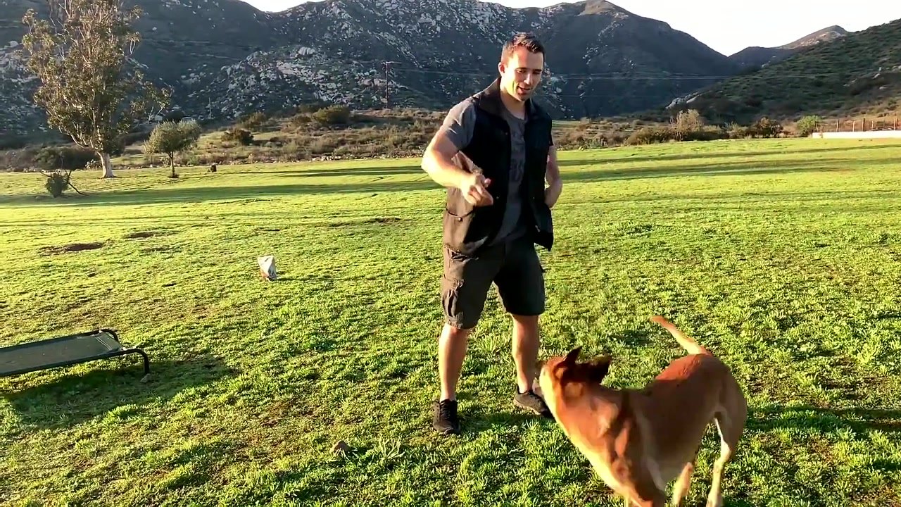 The three tricks that instantly make dog training more fun and engaging