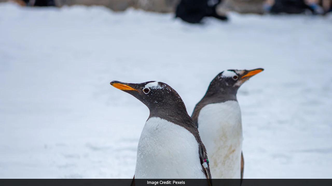 Penguin poop may be speeding up Antarctic snow melt: Study